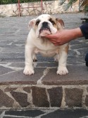 public/immagini/img_small/t9w4v4z.jpg.jpg